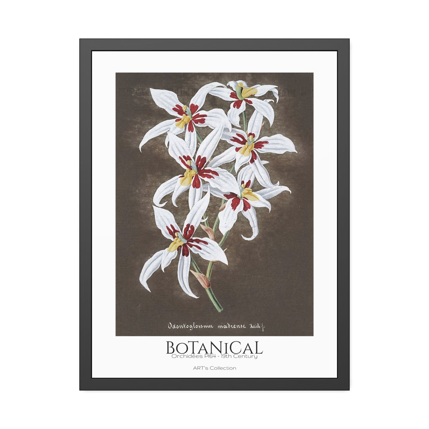 Botanical - Orchidées Pl.64 (19th Century) / Affiche Encadrée série ART's Collection