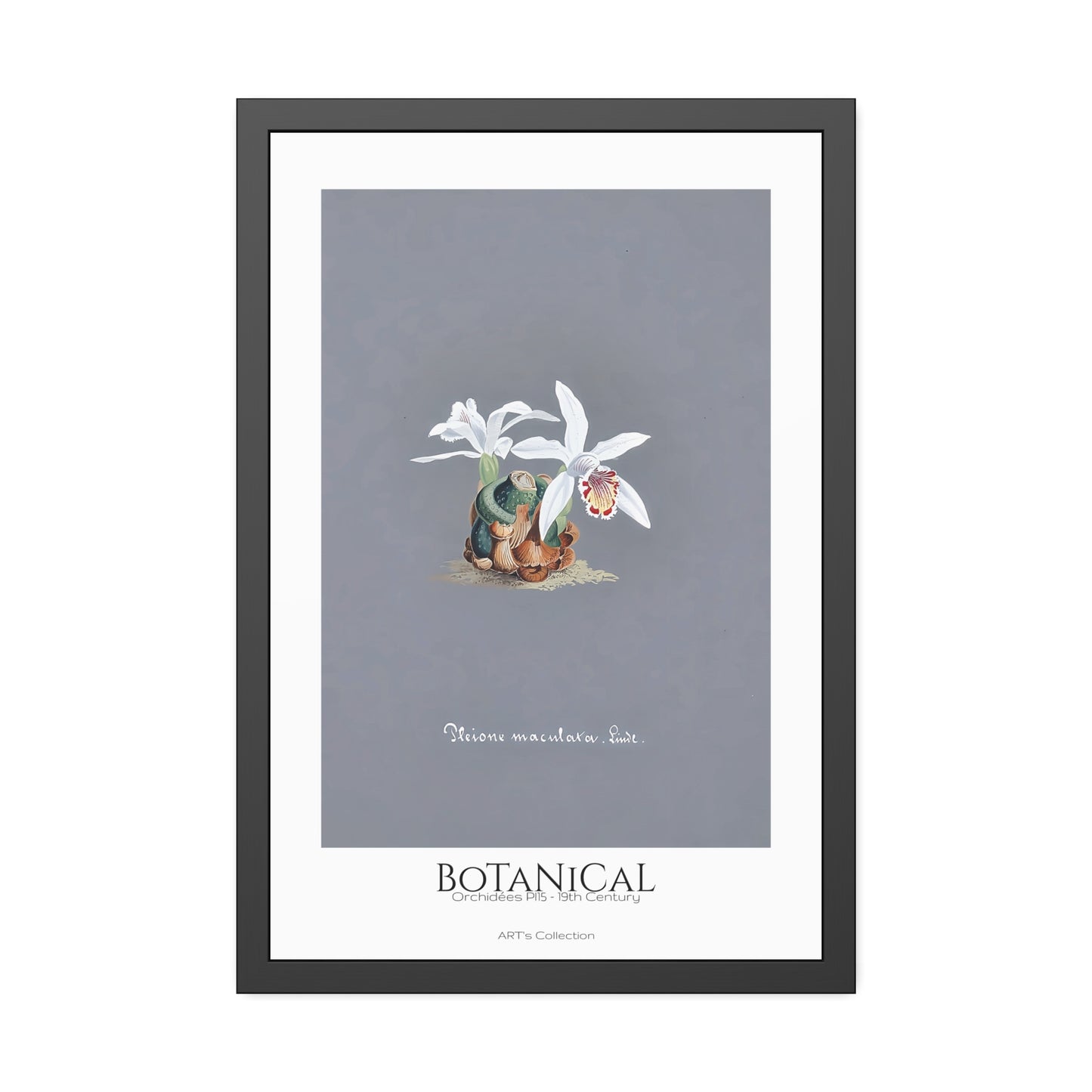 Botanical - Orchidées Pl.15 (19th Century) / Affiche Encadrée série ART's Collection