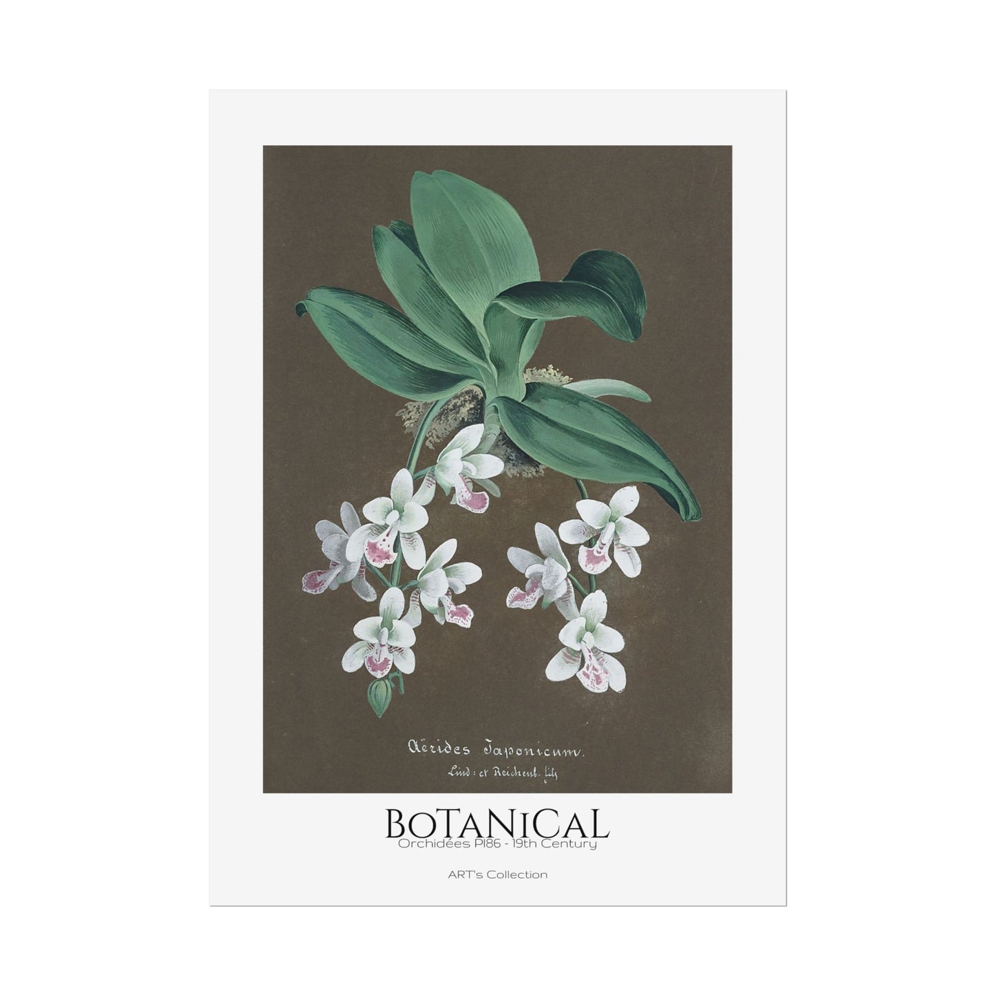 Botanical - Orchidées Pl.86 (19th Century) / Affiche imprimée - Série ART's Collection