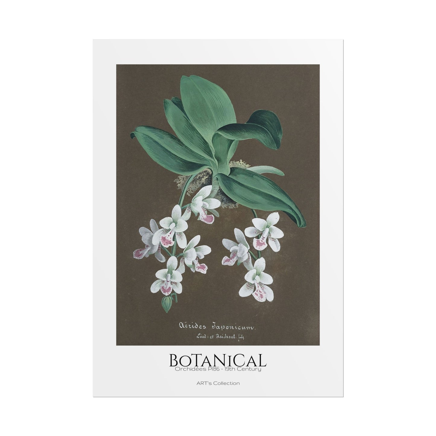 Botanical - Orchidées Pl.86 (19th Century) / Affiche imprimée - Série ART's Collection