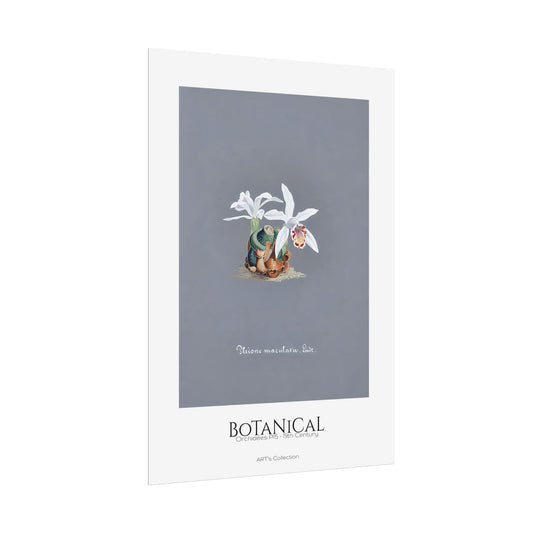 Botanical - Orchidées Pl.15 (19th Century) / Affiche imprimée - Série ART's Collection