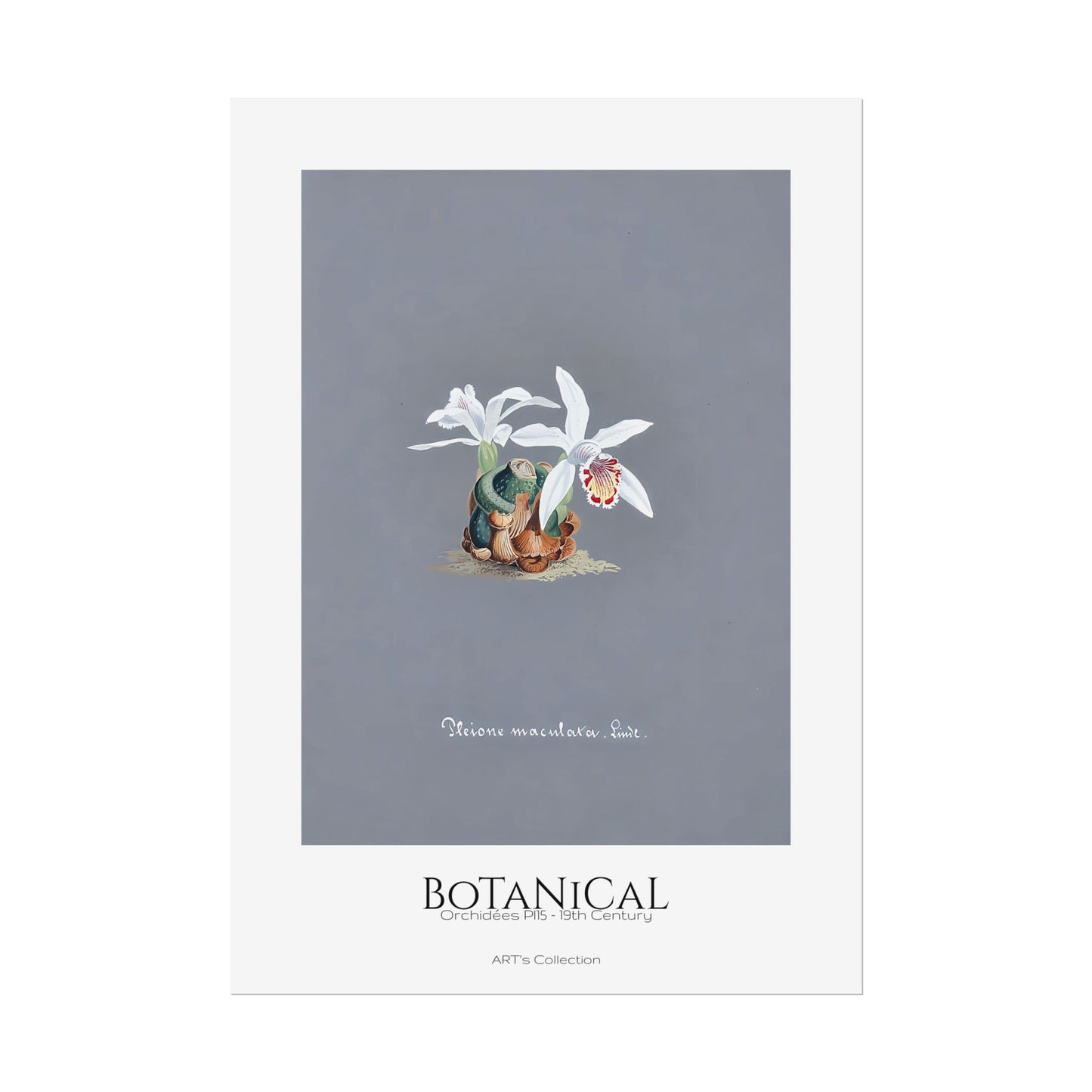 Botanical - Orchidées Pl.15 (19th Century) / Affiche imprimée - Série ART's Collection