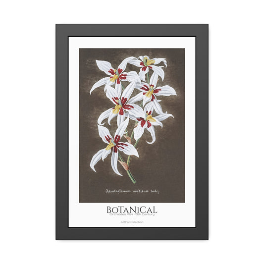 Botanical - Orchidées Pl.64 (19th Century) / Affiche Encadrée série ART's Collection