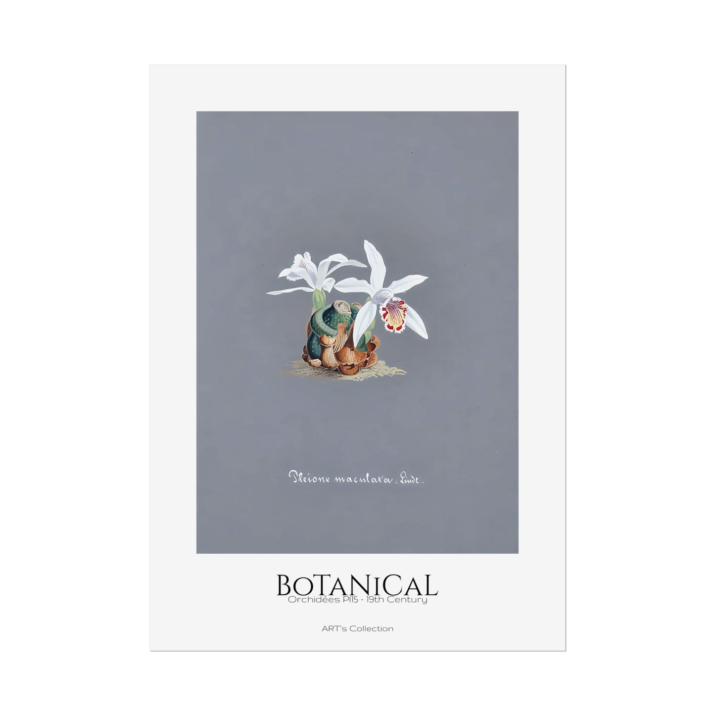 Botanical - Orchidées Pl.15 (19th Century) / Affiche imprimée - Série ART's Collection