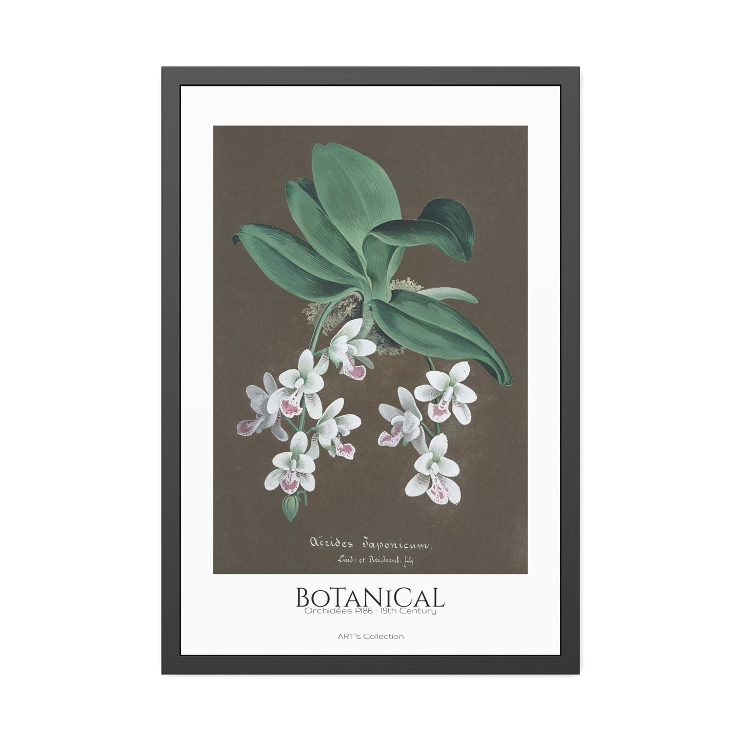 Botanical - Orchidées Pl.86 (19th Century) / Affiche Encadrée série ART's Collection