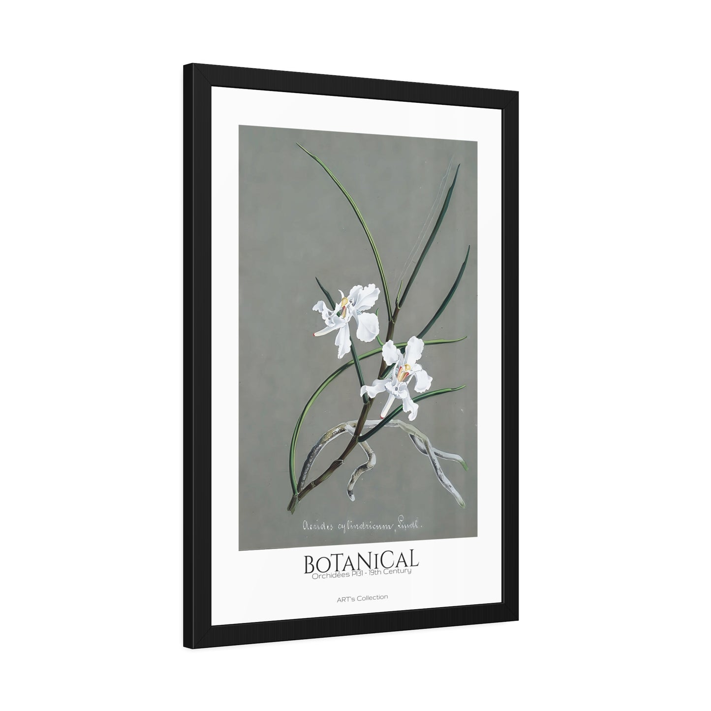 Botanical - Orchidées Pl.31 (19th Century) / Affiche Encadrée série ART's Collection
