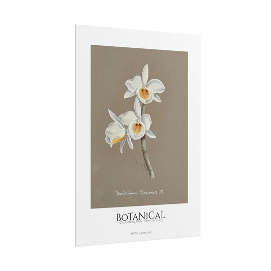 Botanical - Orchidées Pl.66 (19th Century) / Affiche imprimée - Série ART's Collection