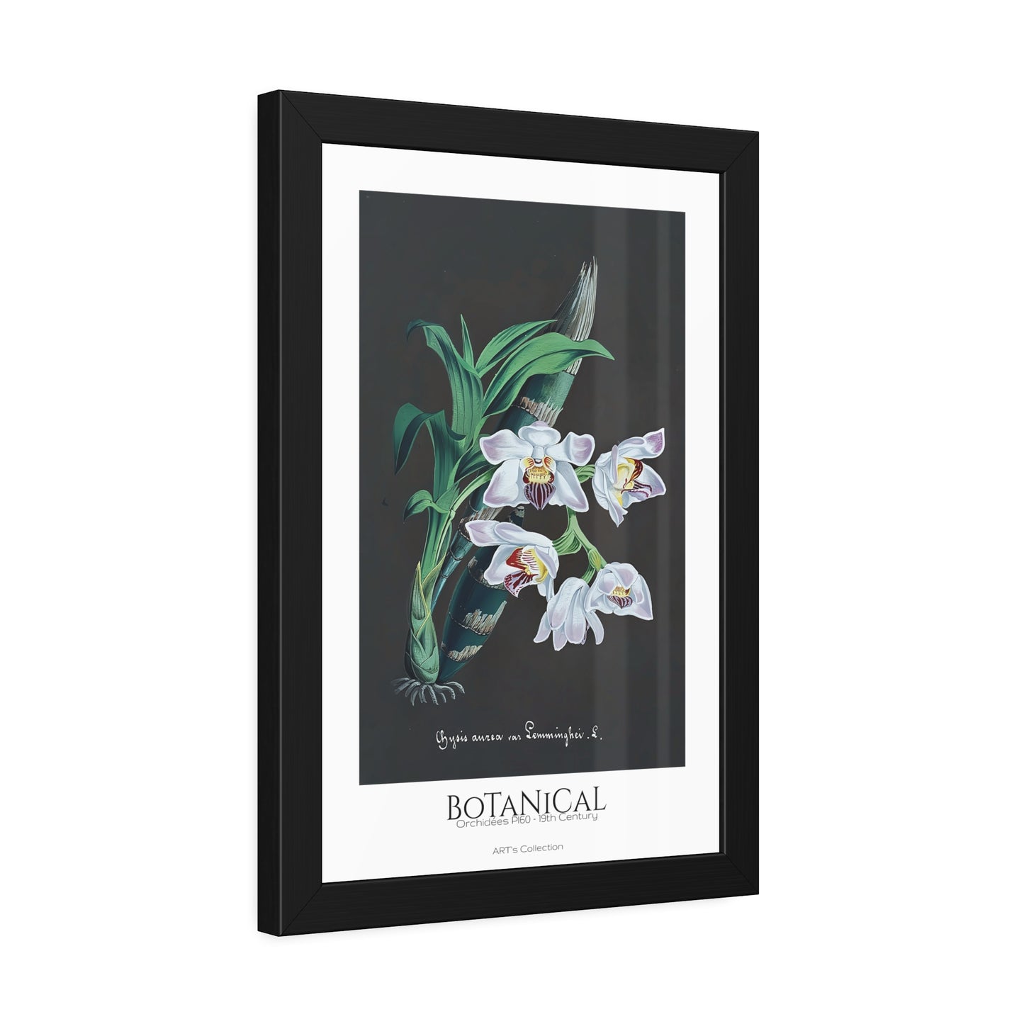 Botanical - Orchidées Pl.60 (19th Century) / Affiche Encadrée série ART's Collection