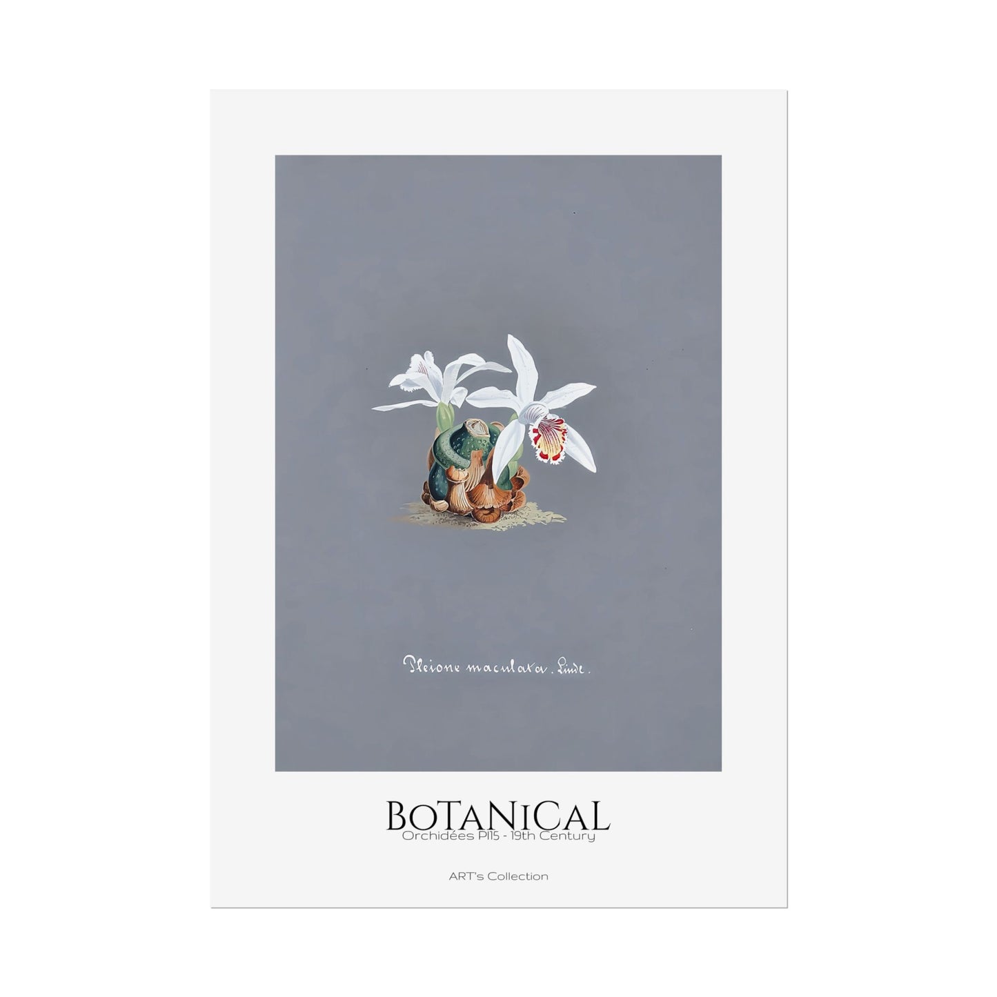 Botanical - Orchidées Pl.15 (19th Century) / Affiche imprimée - Série ART's Collection