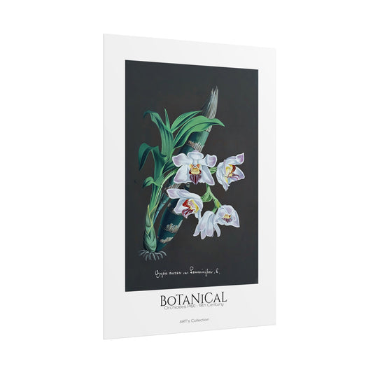 Botanical - Orchidées Pl.60 (19th Century) / Affiche imprimée - Série ART's Collection