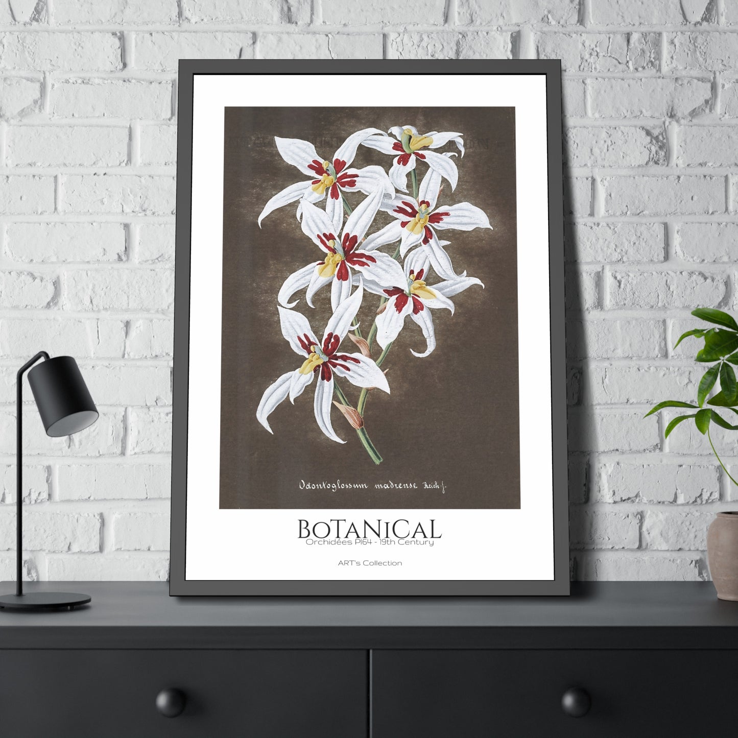 Botanical - Orchidées Pl.64 (19th Century) / Affiche Encadrée série ART's Collection