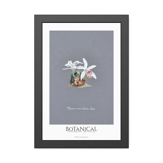 Botanical - Orchidées Pl.15 (19th Century) / Affiche Encadrée série ART's Collection