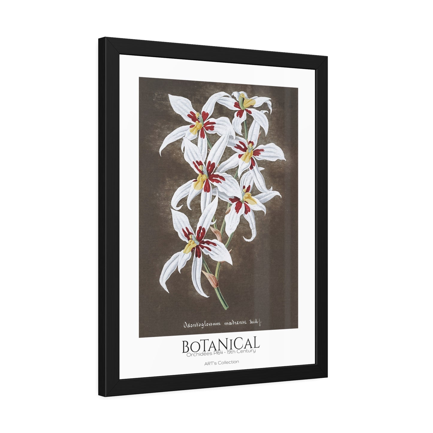 Botanical - Orchidées Pl.64 (19th Century) / Affiche Encadrée série ART's Collection