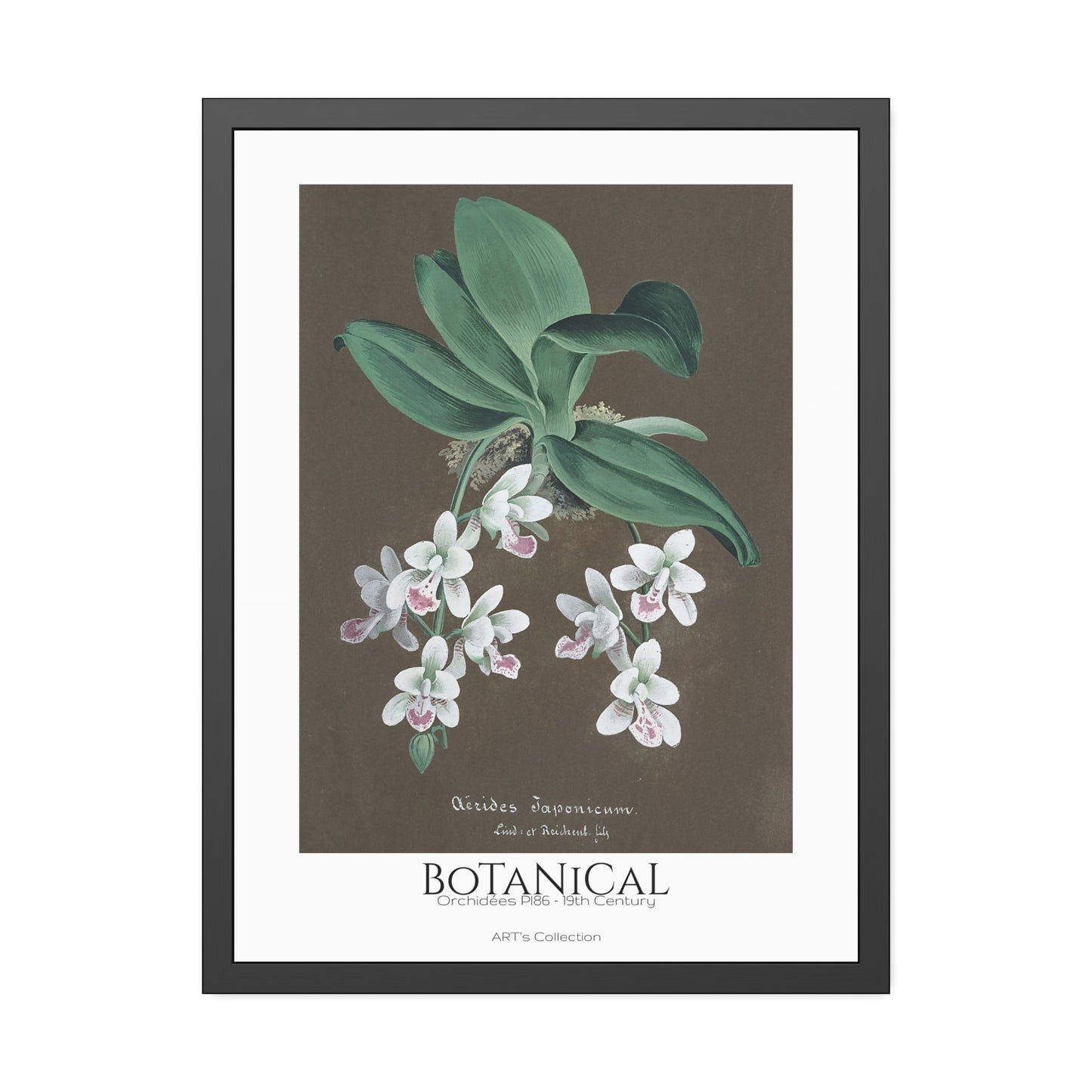 Botanical - Orchidées Pl.86 (19th Century) / Affiche Encadrée série ART's Collection
