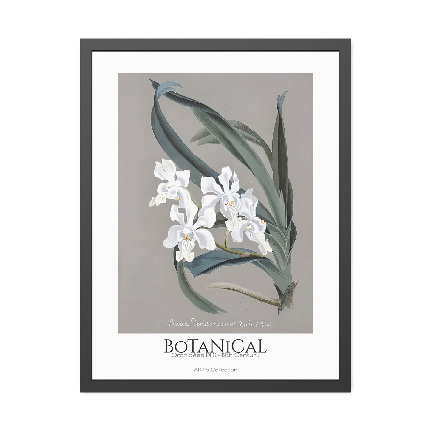 Botanical - Orchidées Pl.10 (19th Century) / Affiche Encadrée série ART's Collection