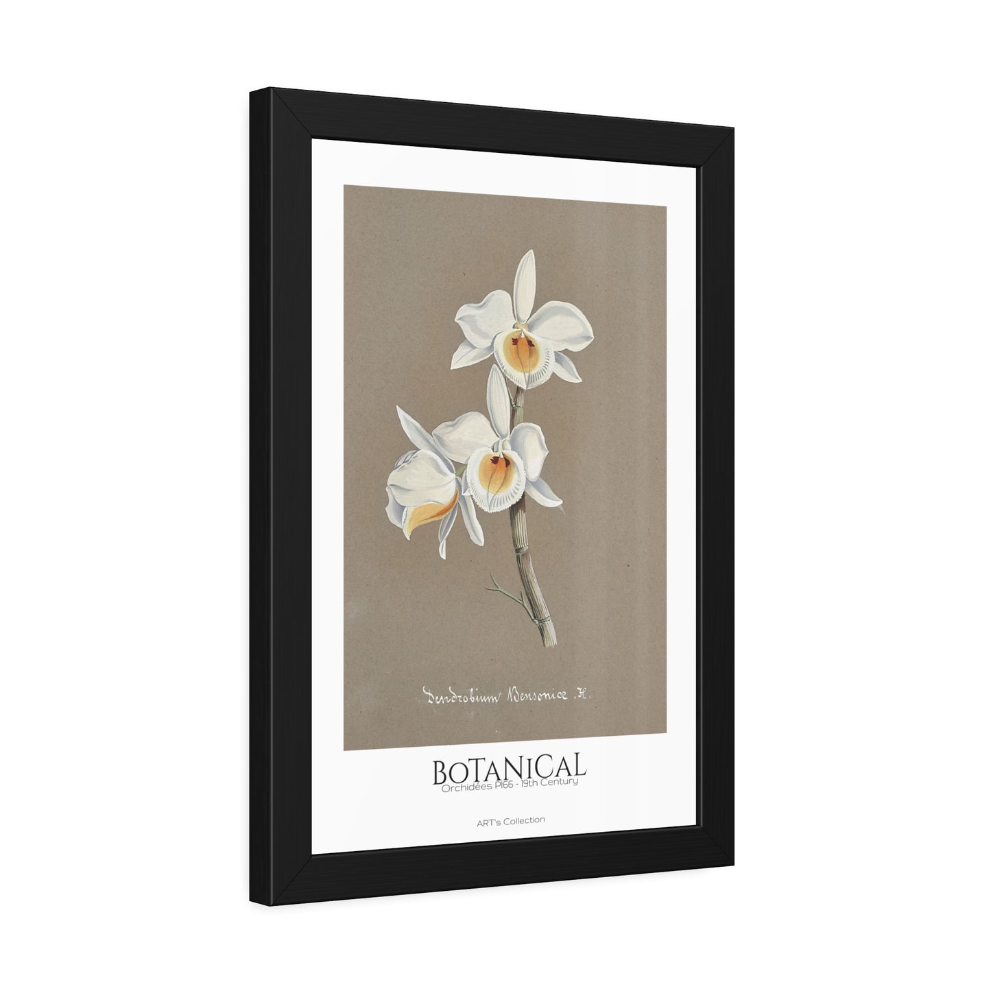 Botanical - Orchidées Pl.66 (19th Century) / Affiche Encadrée série ART's Collection