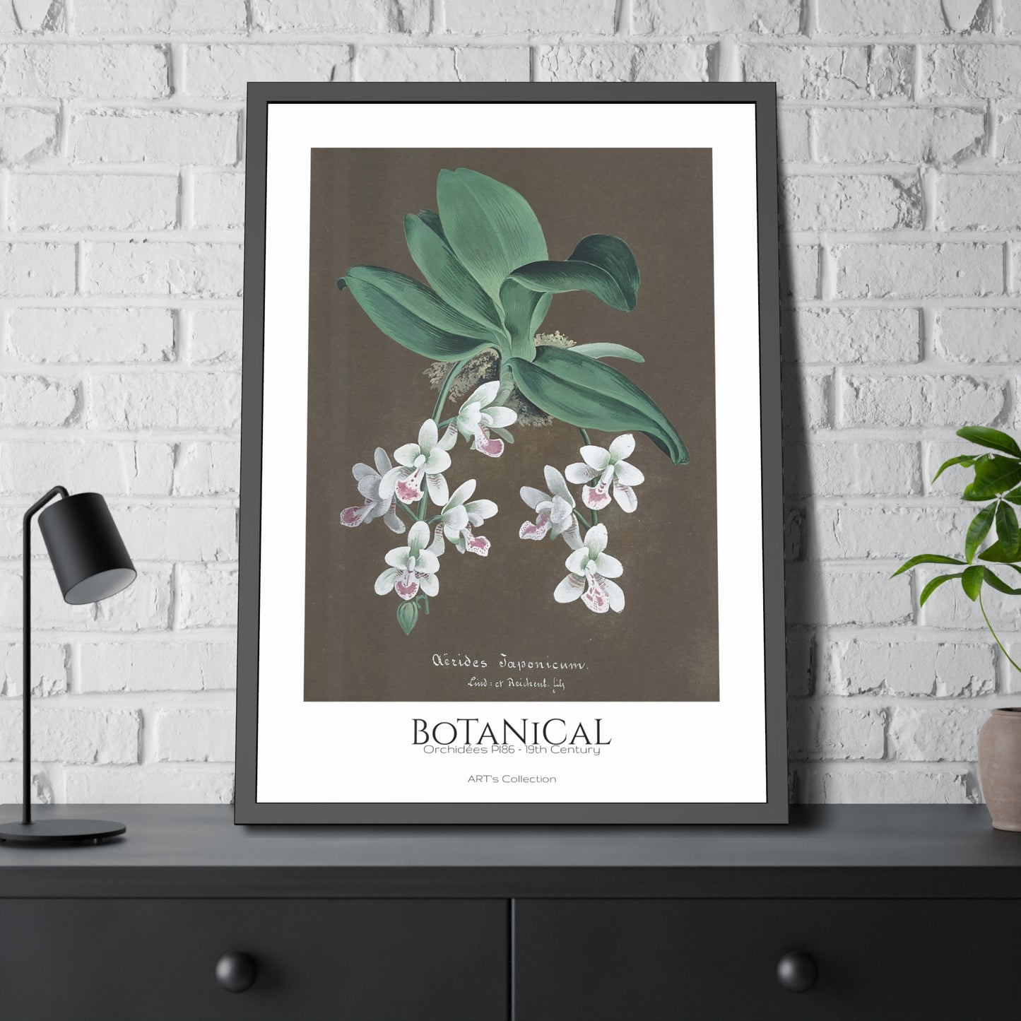 Botanical - Orchidées Pl.86 (19th Century) / Affiche Encadrée série ART's Collection