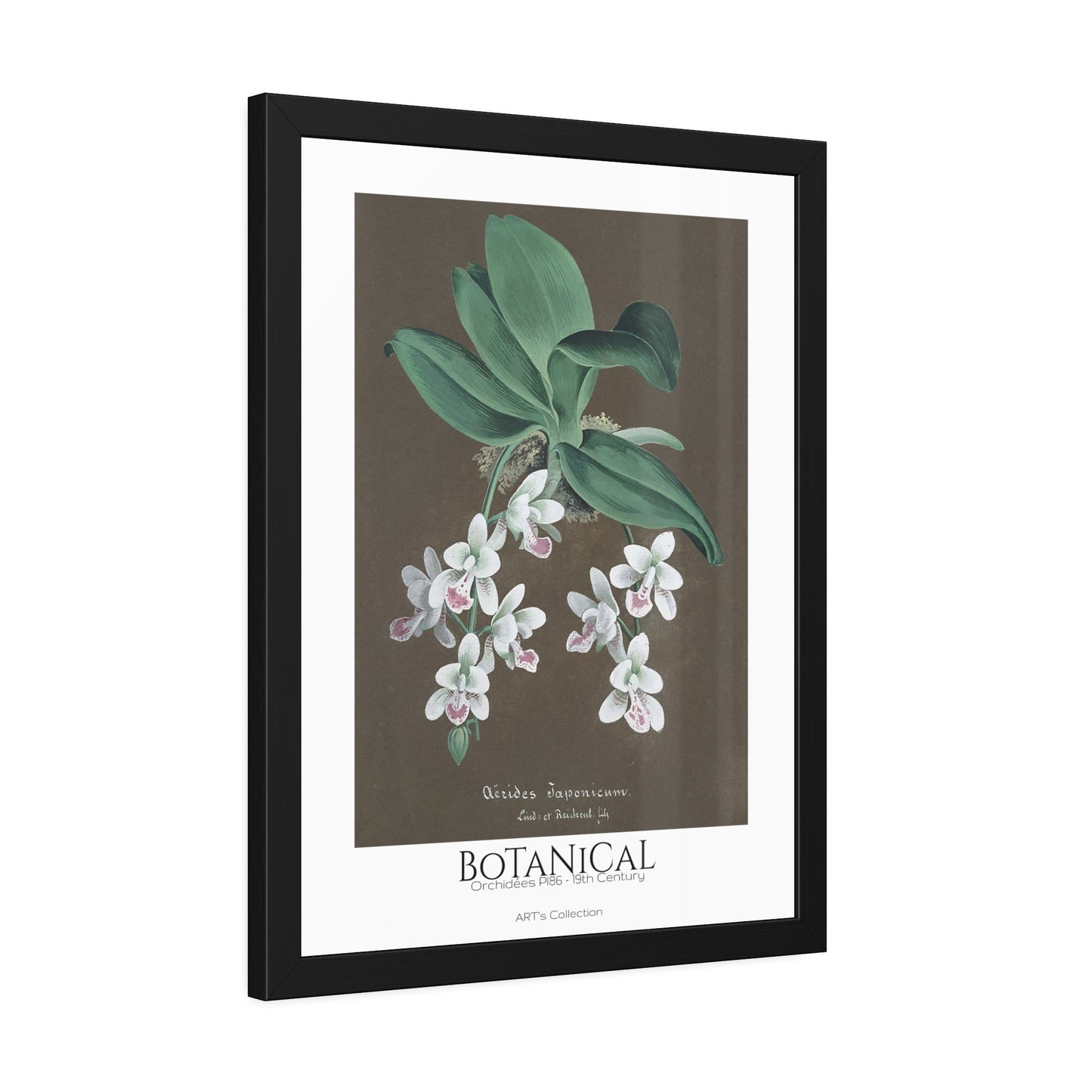 Botanical - Orchidées Pl.86 (19th Century) / Affiche Encadrée série ART's Collection