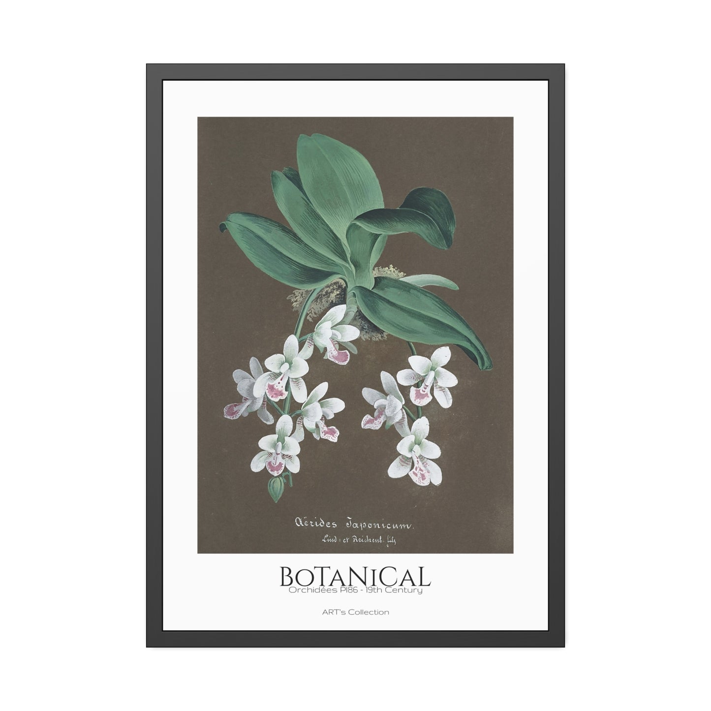 Botanical - Orchidées Pl.86 (19th Century) / Affiche Encadrée série ART's Collection