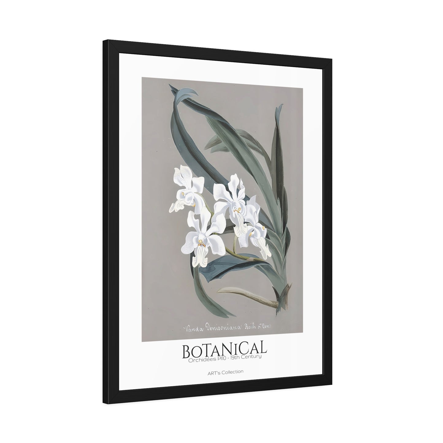 Botanical - Orchidées Pl.10 (19th Century) / Affiche Encadrée série ART's Collection