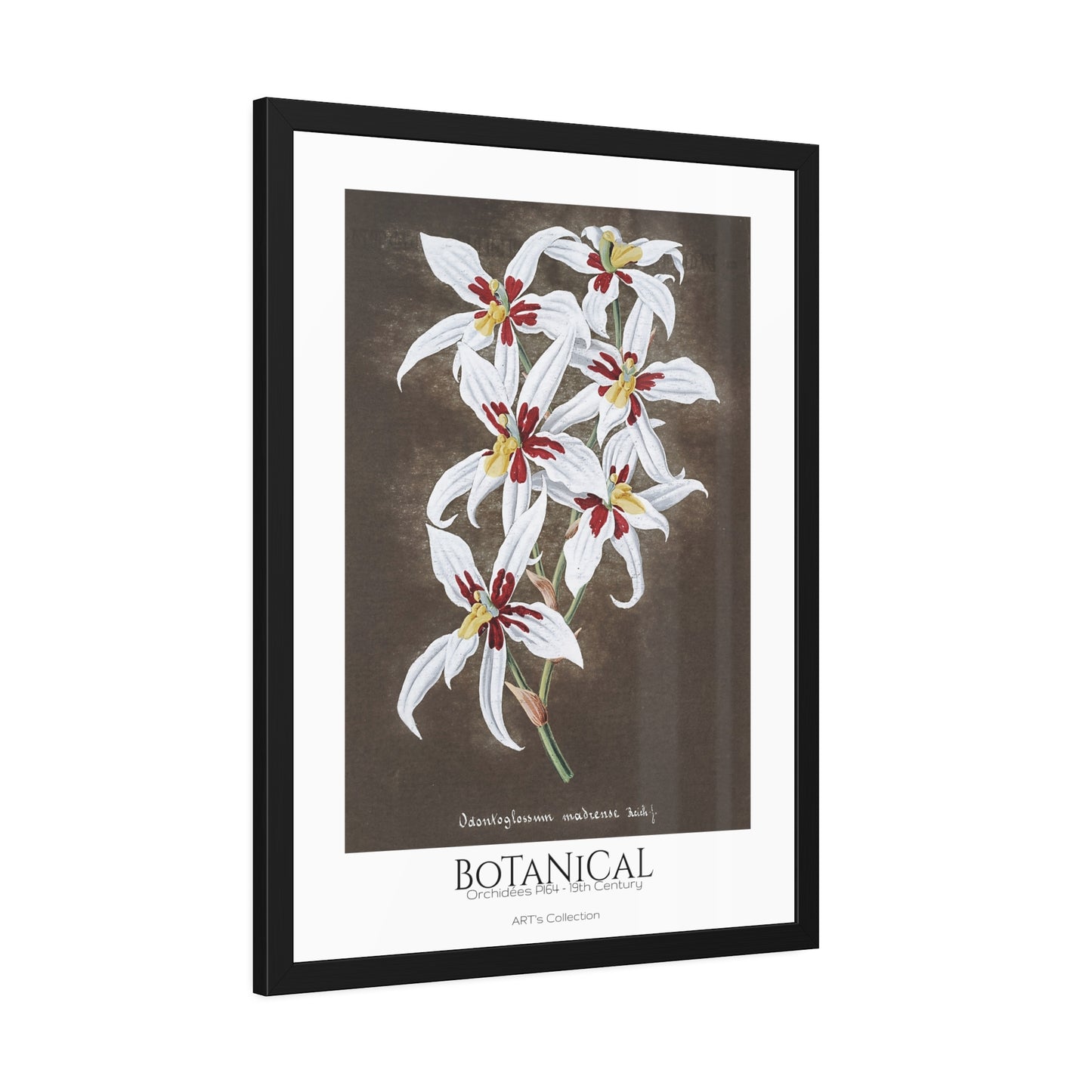 Botanical - Orchidées Pl.64 (19th Century) / Affiche Encadrée série ART's Collection