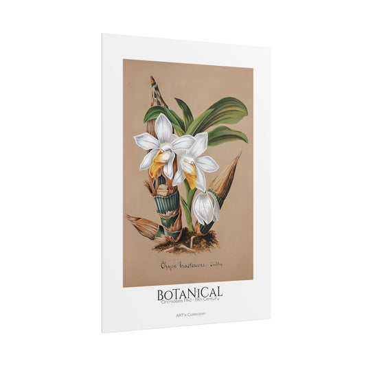 Botanical - Orchidées Pl.42 (19th Century) / Affiche imprimée - Série ART's Collection