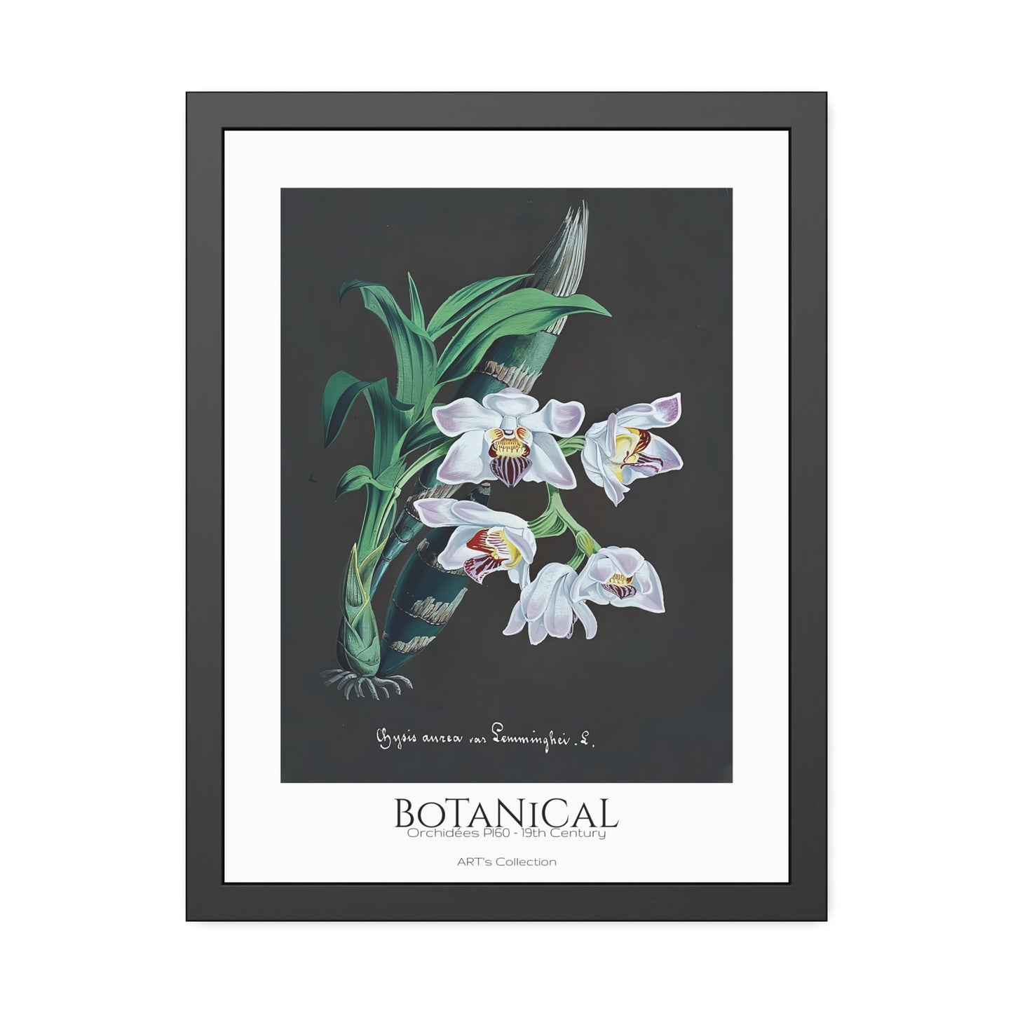 Botanical - Orchidées Pl.60 (19th Century) / Affiche Encadrée série ART's Collection