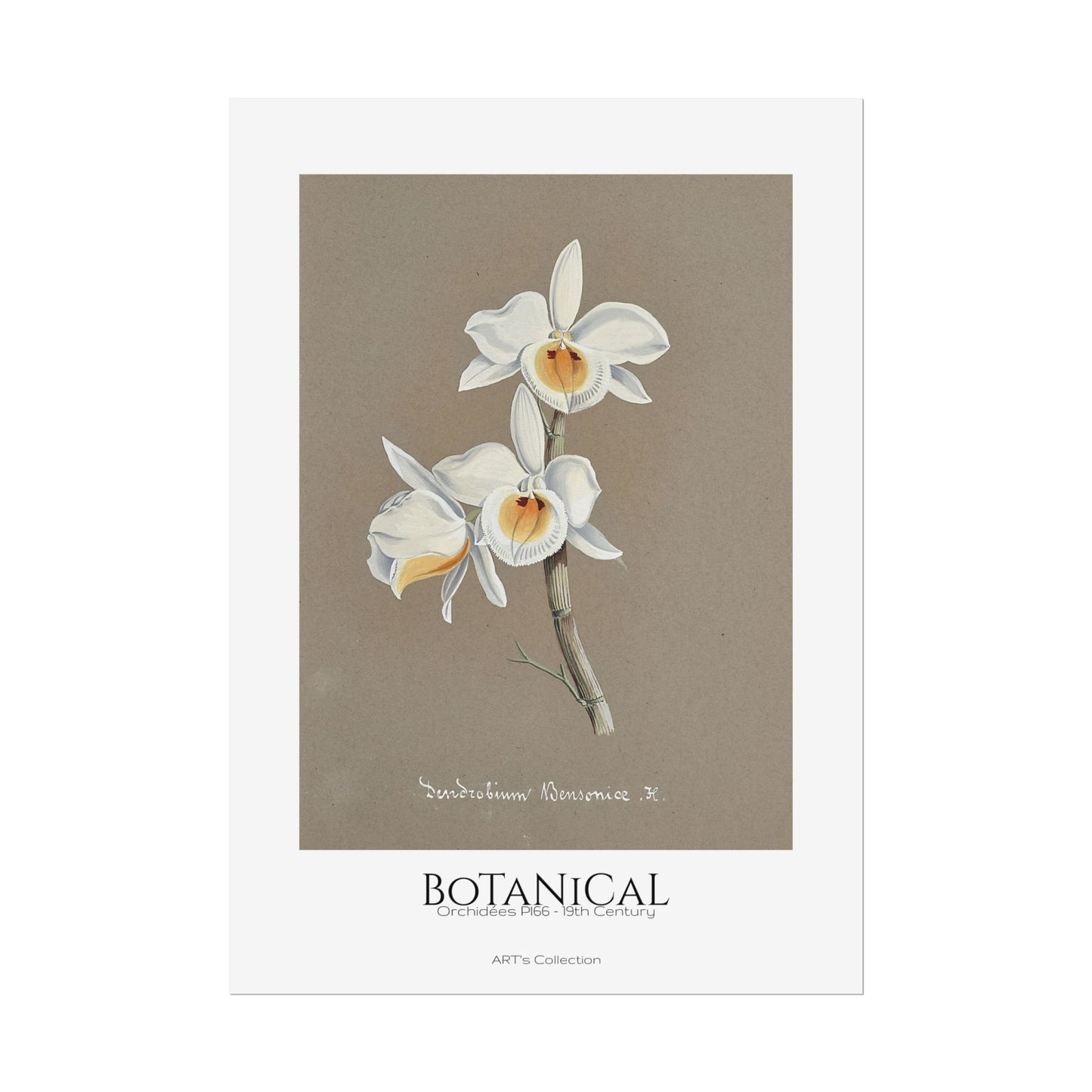 Botanical - Orchidées Pl.66 (19th Century) / Affiche imprimée - Série ART's Collection