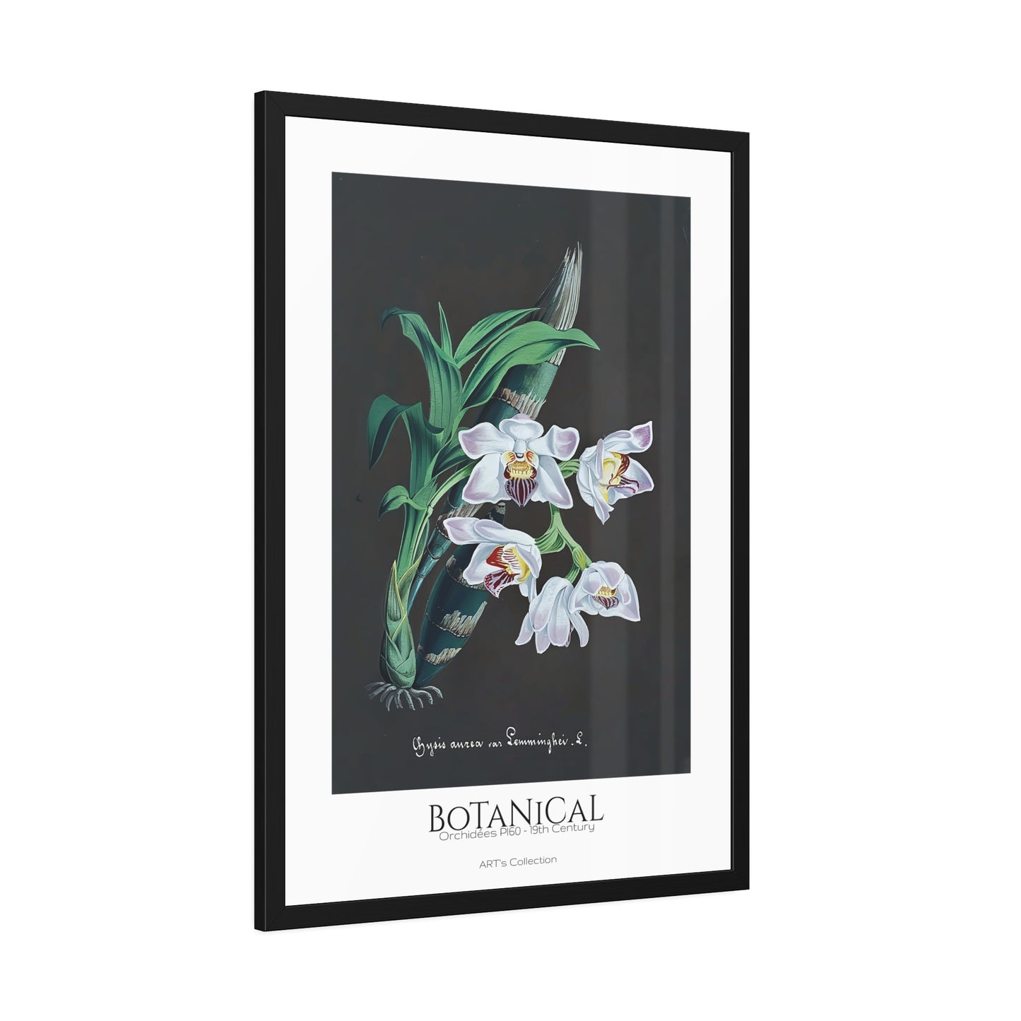 Botanical - Orchidées Pl.60 (19th Century) / Affiche Encadrée série ART's Collection