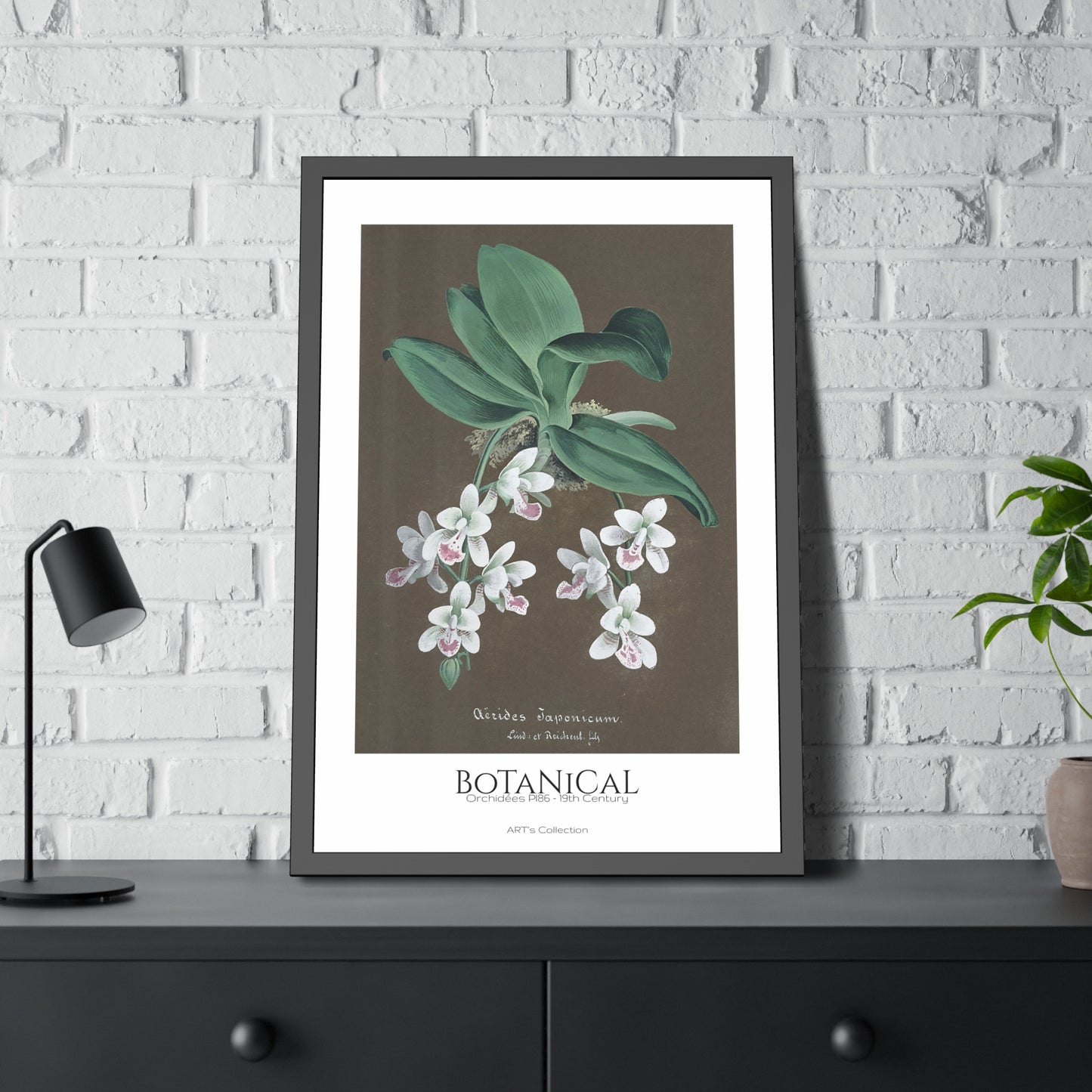 Botanical - Orchidées Pl.86 (19th Century) / Affiche Encadrée série ART's Collection