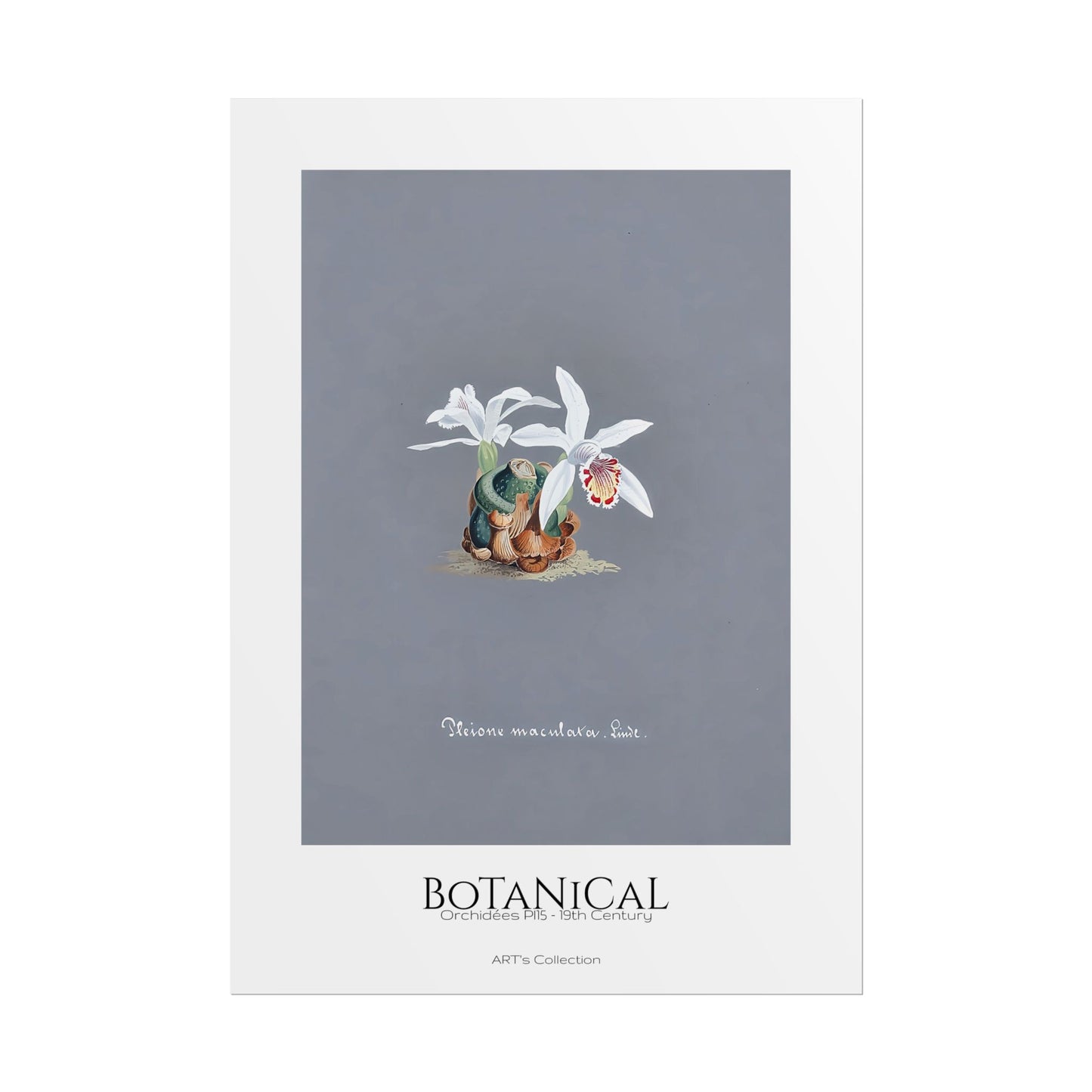 Botanical - Orchidées Pl.15 (19th Century) / Affiche imprimée - Série ART's Collection