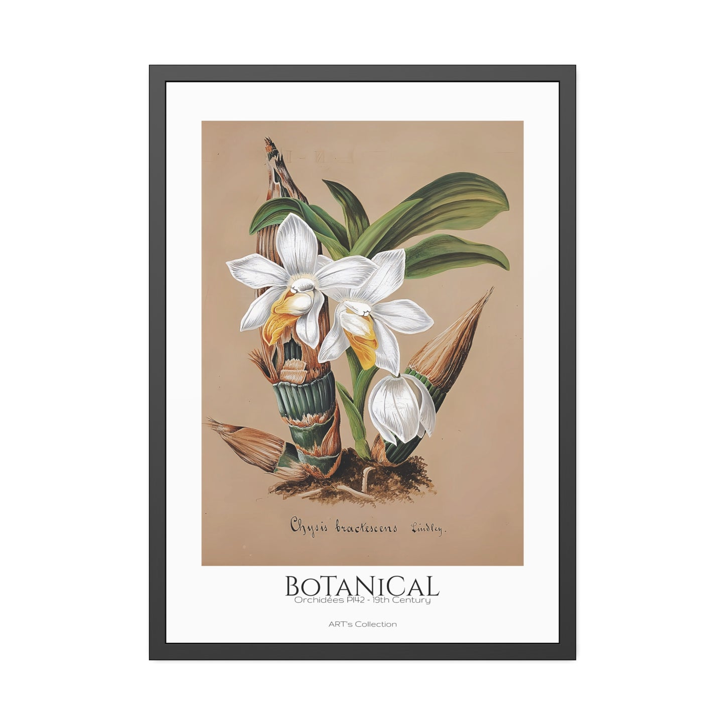 Botanical - Orchidées Pl.42 (19th Century) / Affiche Encadrée série ART's Collection