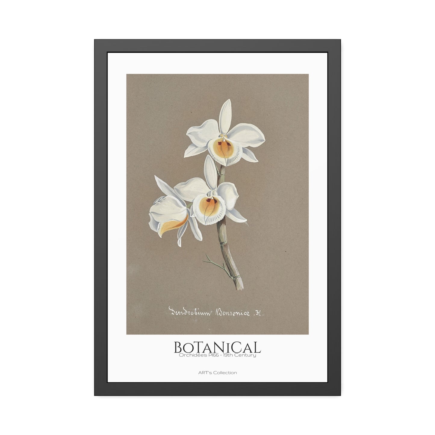Botanical - Orchidées Pl.66 (19th Century) / Affiche Encadrée série ART's Collection