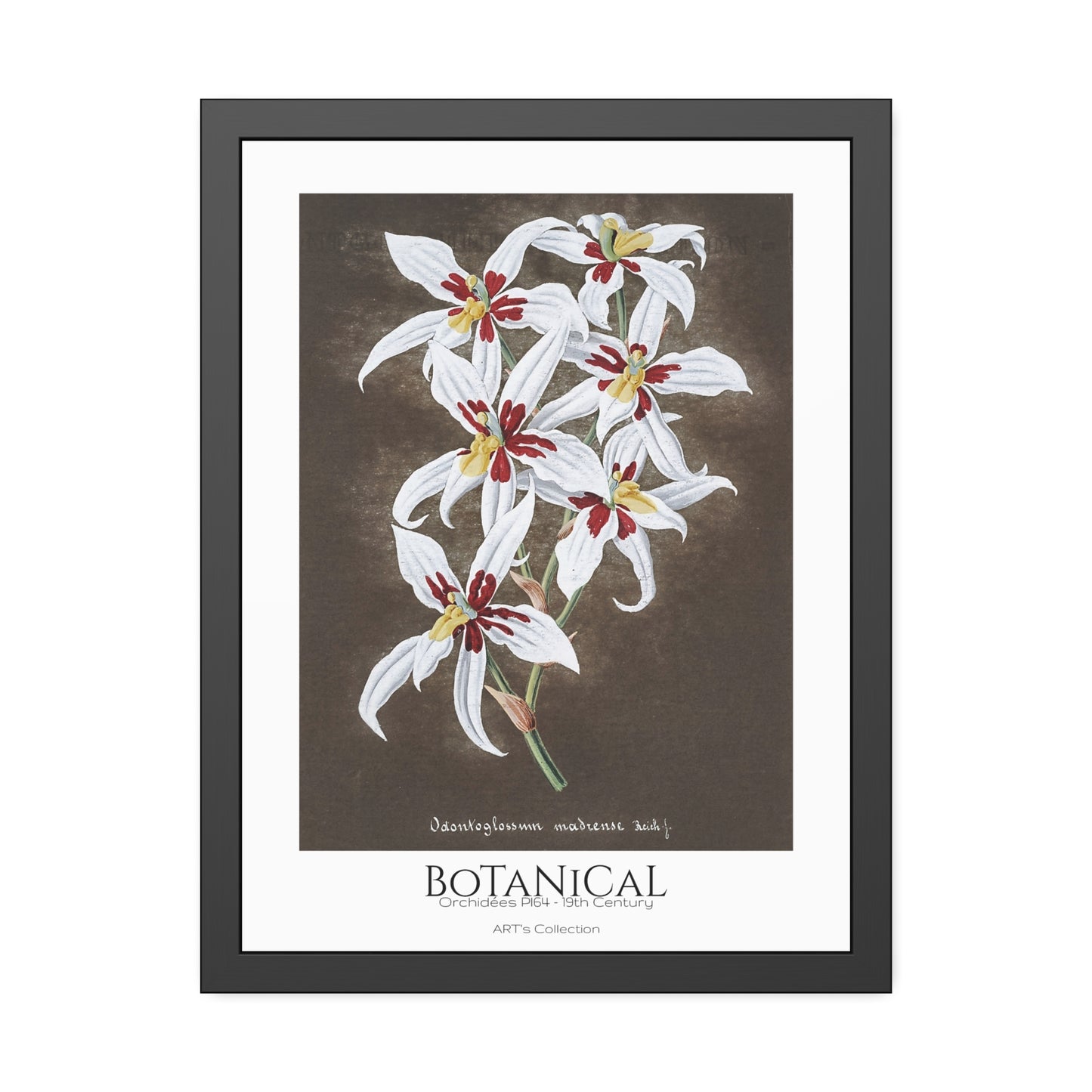 Botanical - Orchidées Pl.64 (19th Century) / Affiche Encadrée série ART's Collection