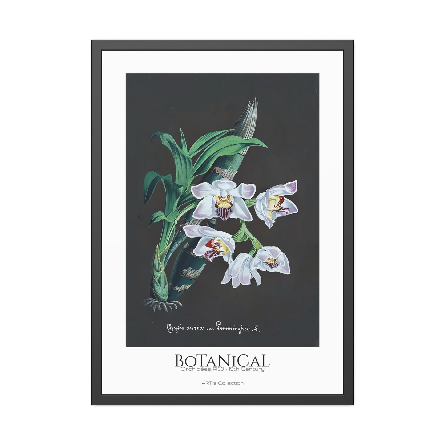 Botanical - Orchidées Pl.60 (19th Century) / Affiche Encadrée série ART's Collection