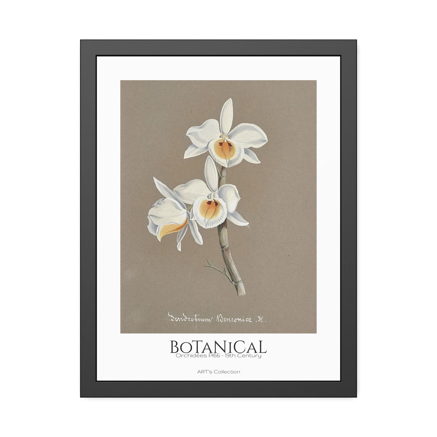 Botanical - Orchidées Pl.66 (19th Century) / Affiche Encadrée série ART's Collection