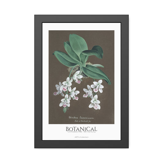 Botanical - Orchidées Pl.86 (19th Century) / Affiche Encadrée série ART's Collection