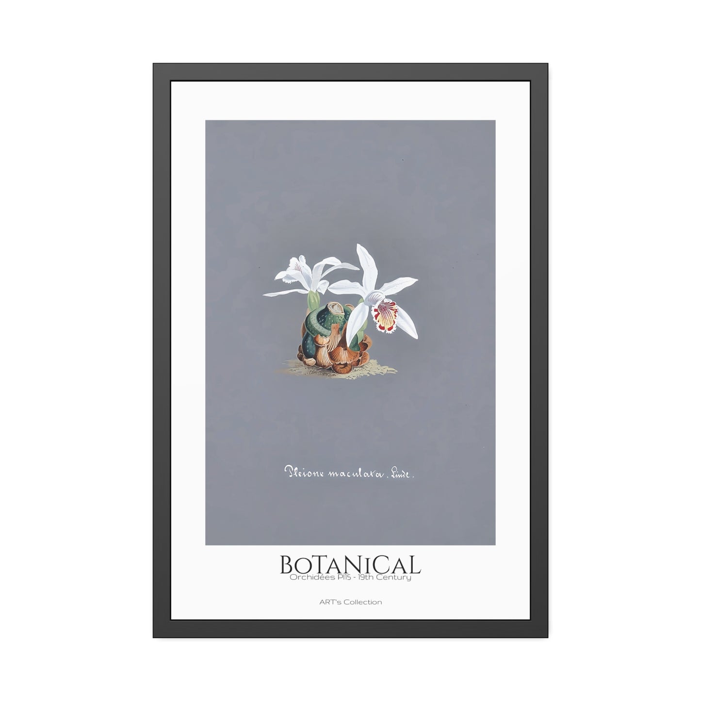 Botanical - Orchidées Pl.15 (19th Century) / Affiche Encadrée série ART's Collection