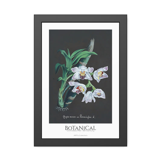 Botanical - Orchidées Pl.60 (19th Century) / Affiche Encadrée série ART's Collection