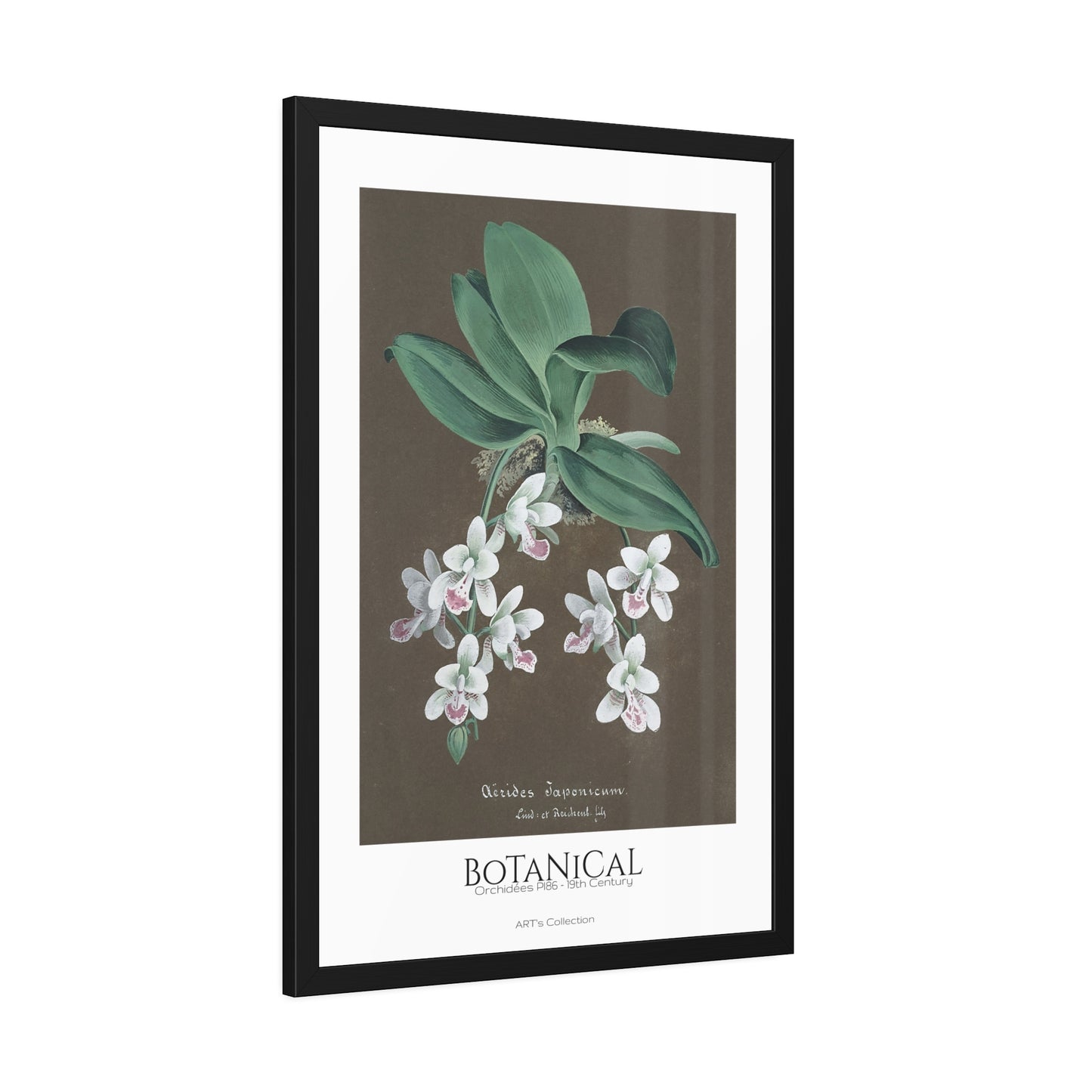 Botanical - Orchidées Pl.86 (19th Century) / Affiche Encadrée série ART's Collection
