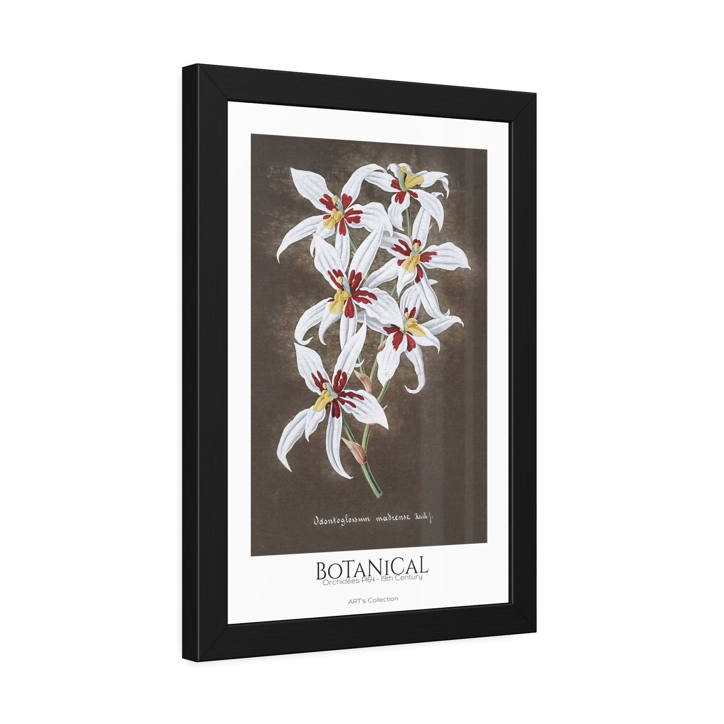 Botanical - Orchidées Pl.64 (19th Century) / Affiche Encadrée série ART's Collection