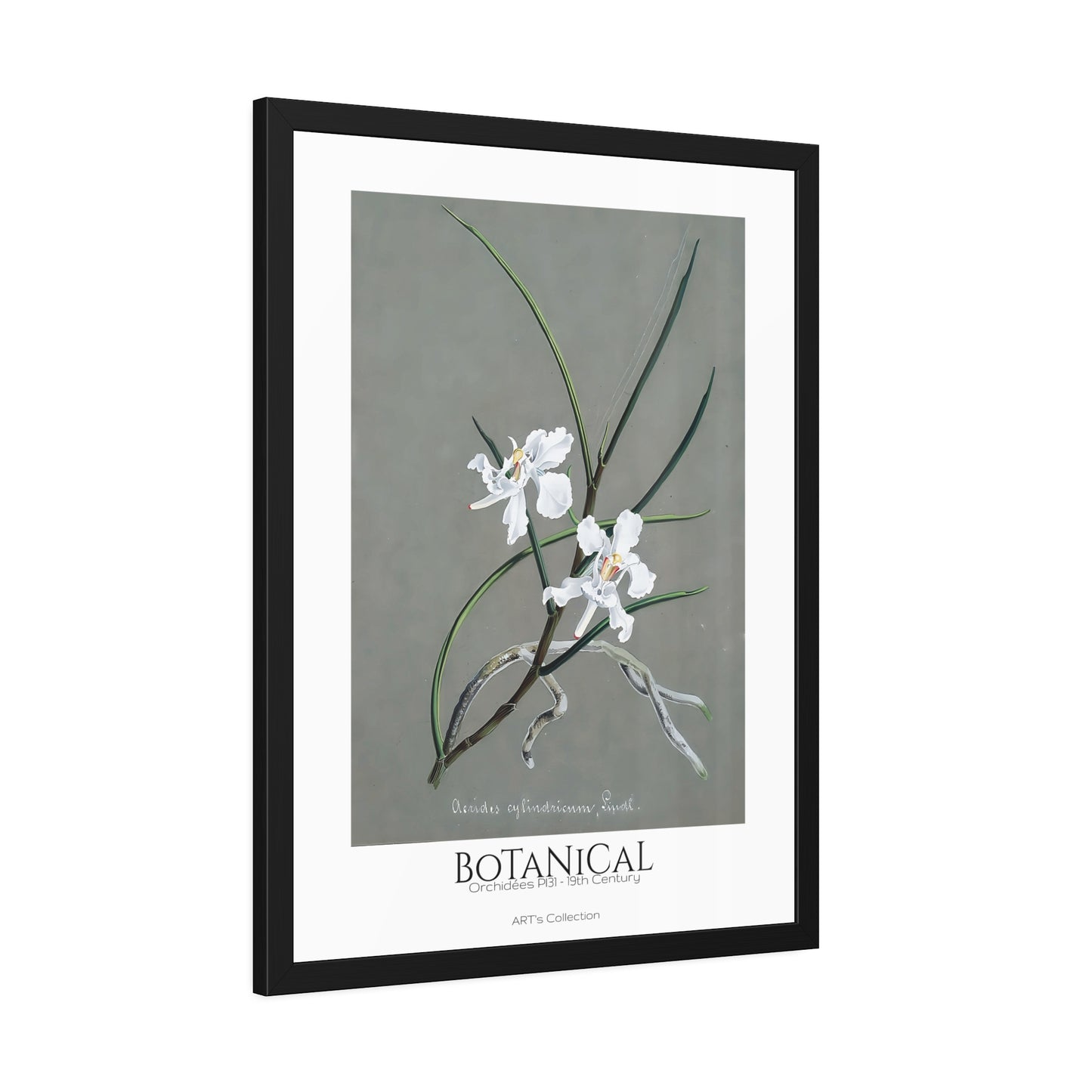 Botanical - Orchidées Pl.31 (19th Century) / Affiche Encadrée série ART's Collection