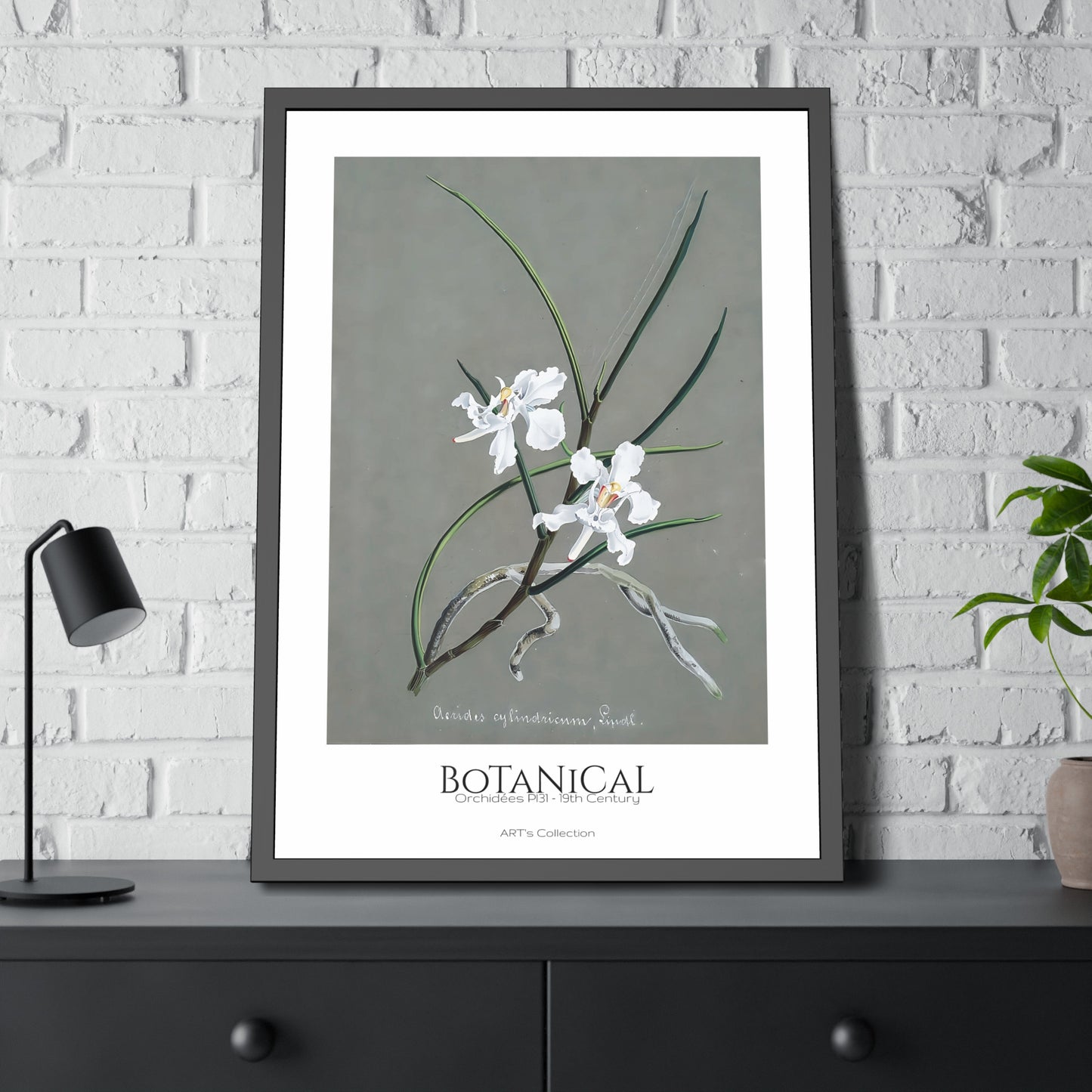 Botanical - Orchidées Pl.31 (19th Century) / Affiche Encadrée série ART's Collection
