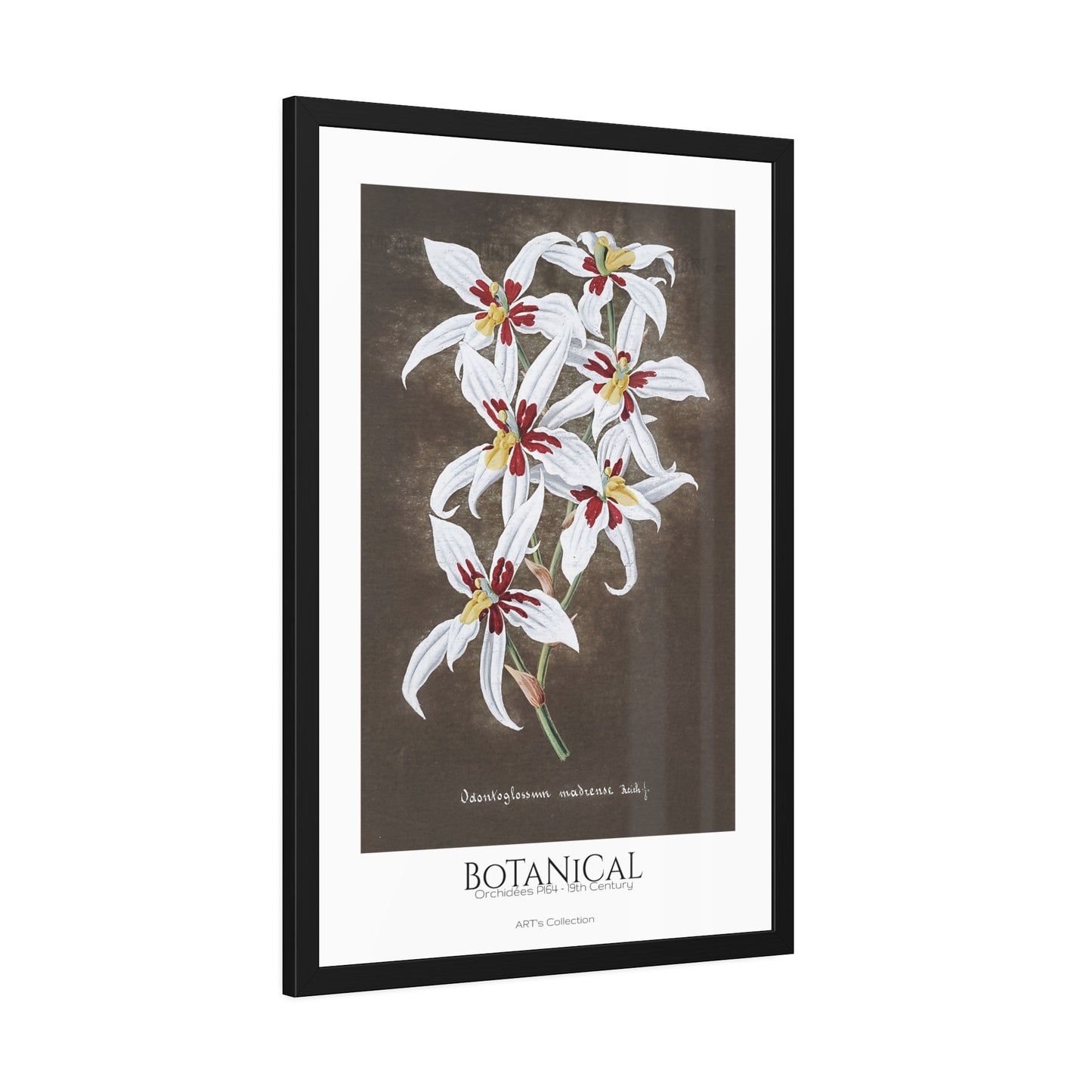 Botanical - Orchidées Pl.64 (19th Century) / Affiche Encadrée série ART's Collection