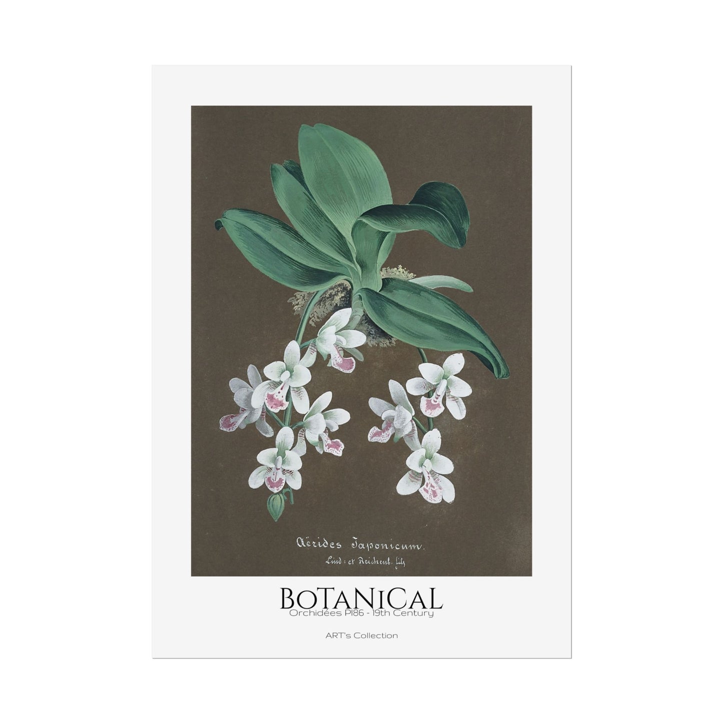 Botanical - Orchidées Pl.86 (19th Century) / Affiche imprimée - Série ART's Collection