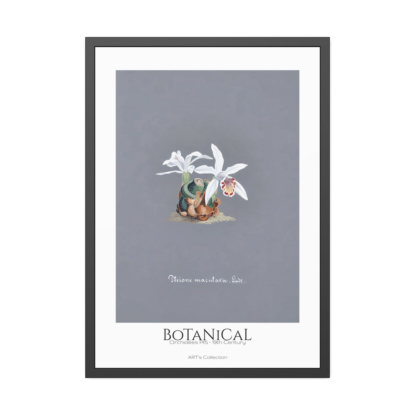 Botanical - Orchidées Pl.15 (19th Century) / Affiche Encadrée série ART's Collection