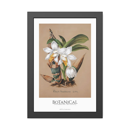 Botanical - Orchidées Pl.42 (19th Century) / Affiche Encadrée série ART's Collection