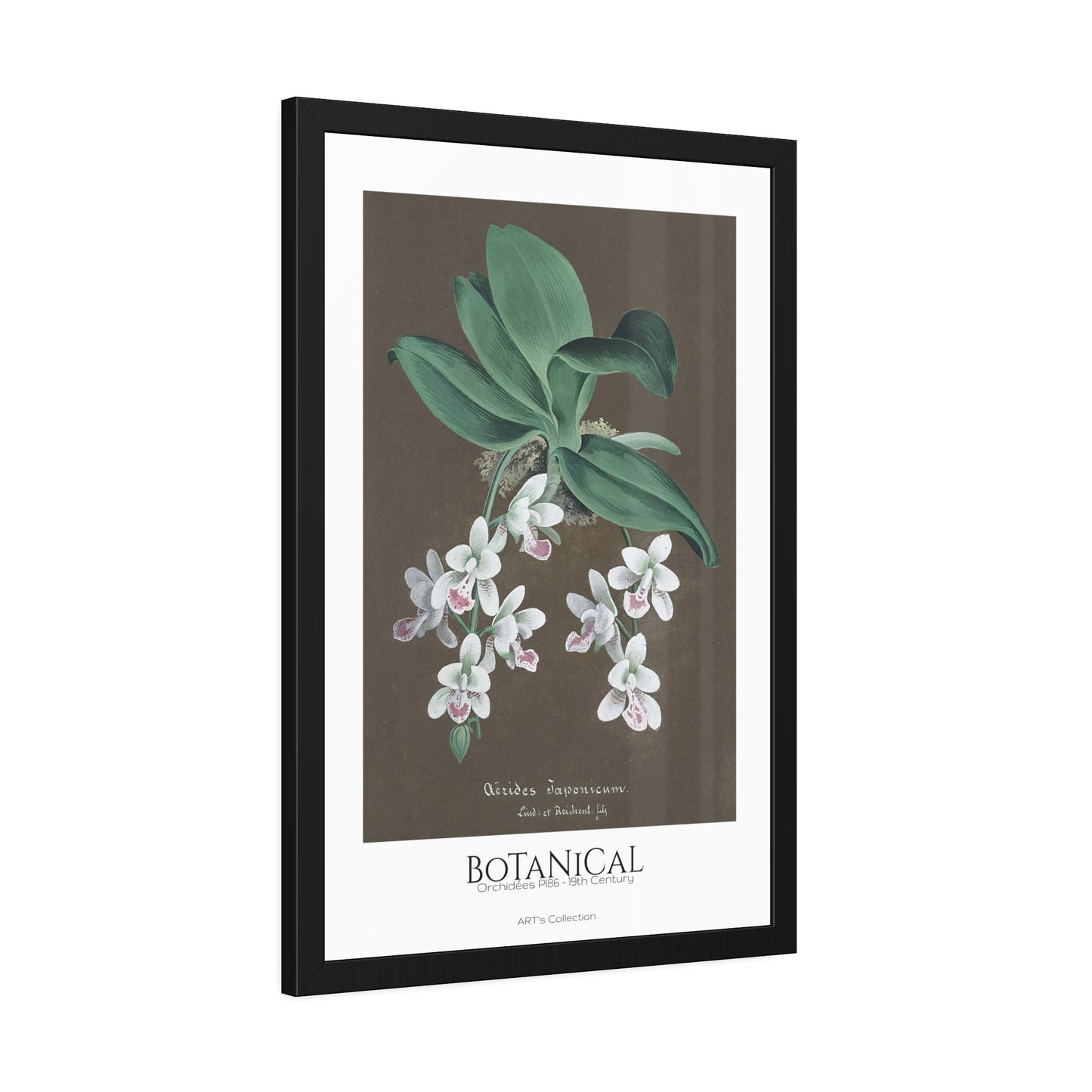Botanical - Orchidées Pl.86 (19th Century) / Affiche Encadrée série ART's Collection