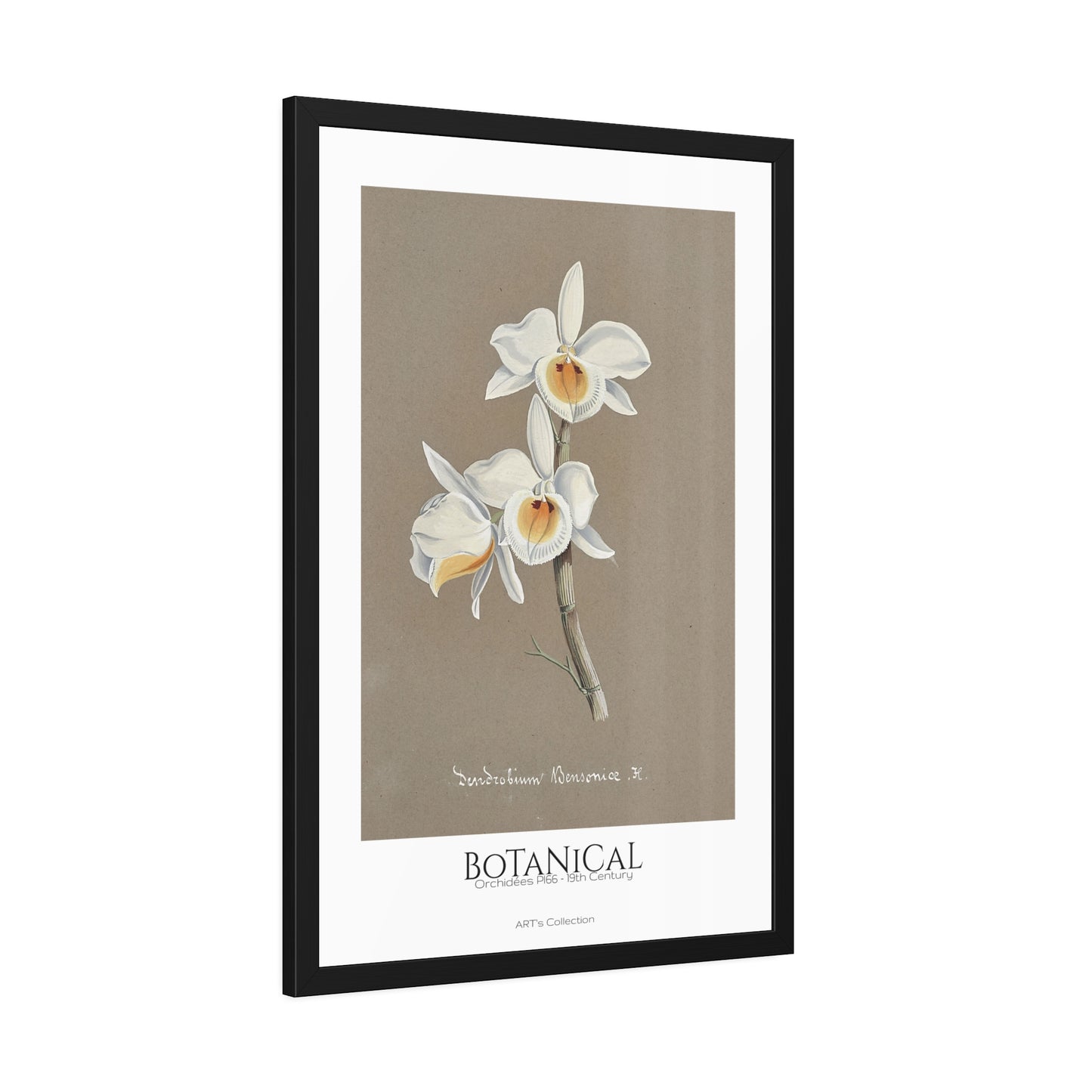 Botanical - Orchidées Pl.66 (19th Century) / Affiche Encadrée série ART's Collection