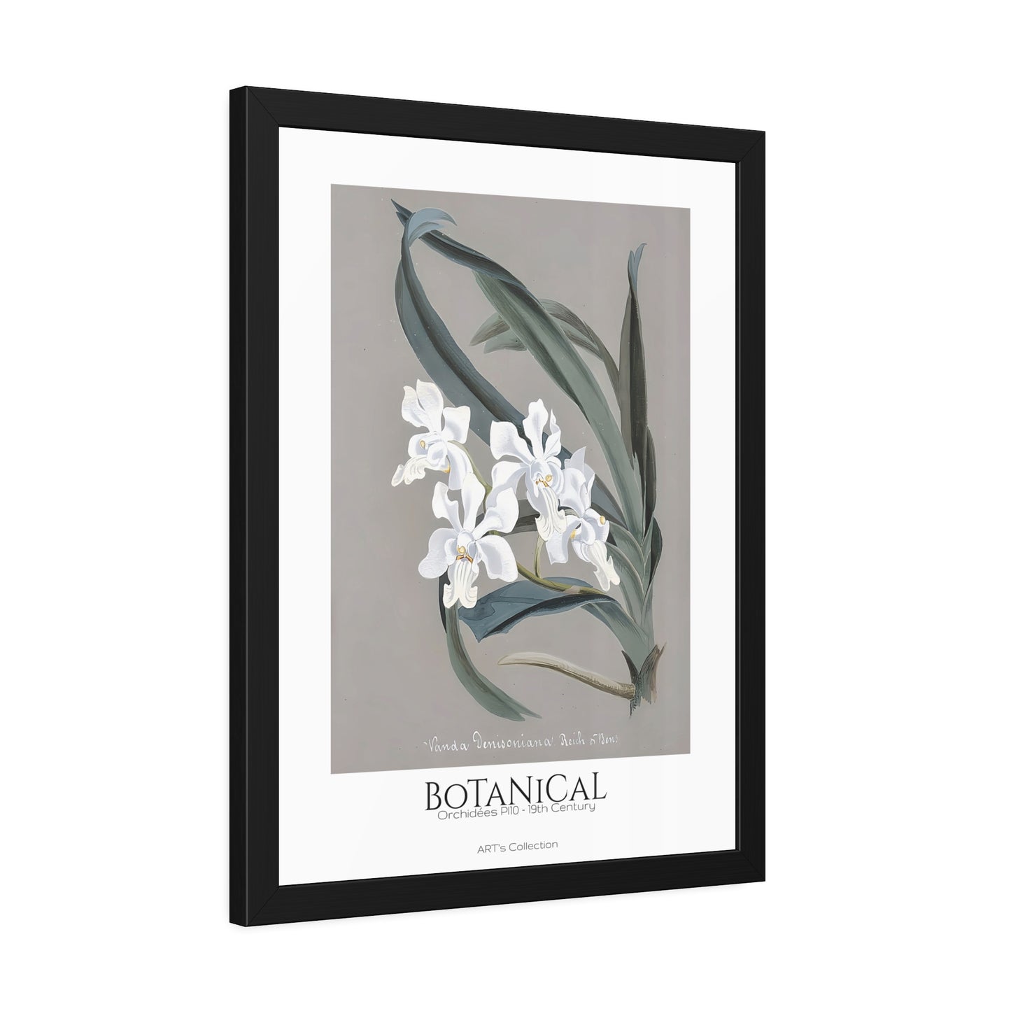 Botanical - Orchidées Pl.10 (19th Century) / Affiche Encadrée série ART's Collection
